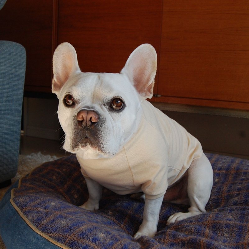 Basque Plain Shirt _ Oatmeal _ For French bulldog - ชุดสัตว์เลี้ยง - ผ้าฝ้าย/ผ้าลินิน 