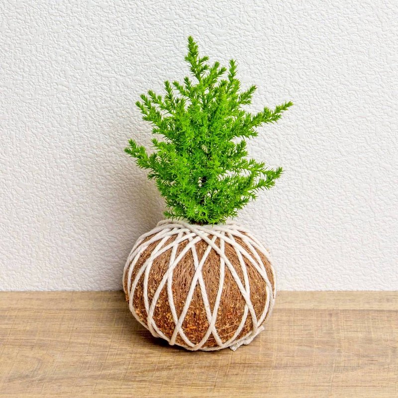 苔球植物 香冠柏苔球 苔玉 禮物 送禮 桌上盆栽 - 盆栽/植栽 - 植物．花 綠色