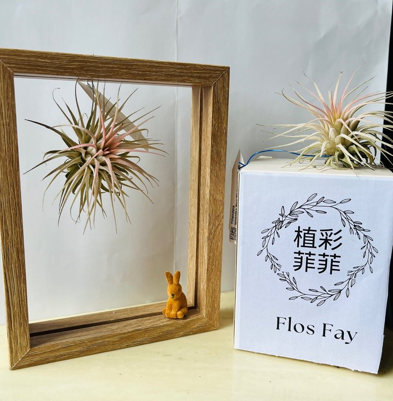 空氣鳳梨立體畫 - 盆栽/植栽 - 植物．花 