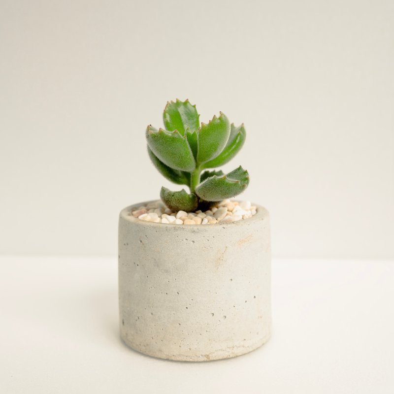 Xiong Tongzi (2.5 inches)│Clay Series│Blessed Plants - ตกแต่งต้นไม้ - ปูน สีเขียว