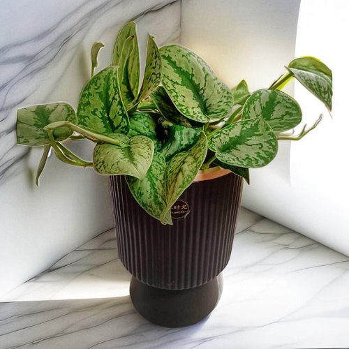 ORCHID CHEN 蘭沉空間 稀有品種好照顧 銀斑葛桌上型盆栽 簡約造型送禮自用擺設 辦公室