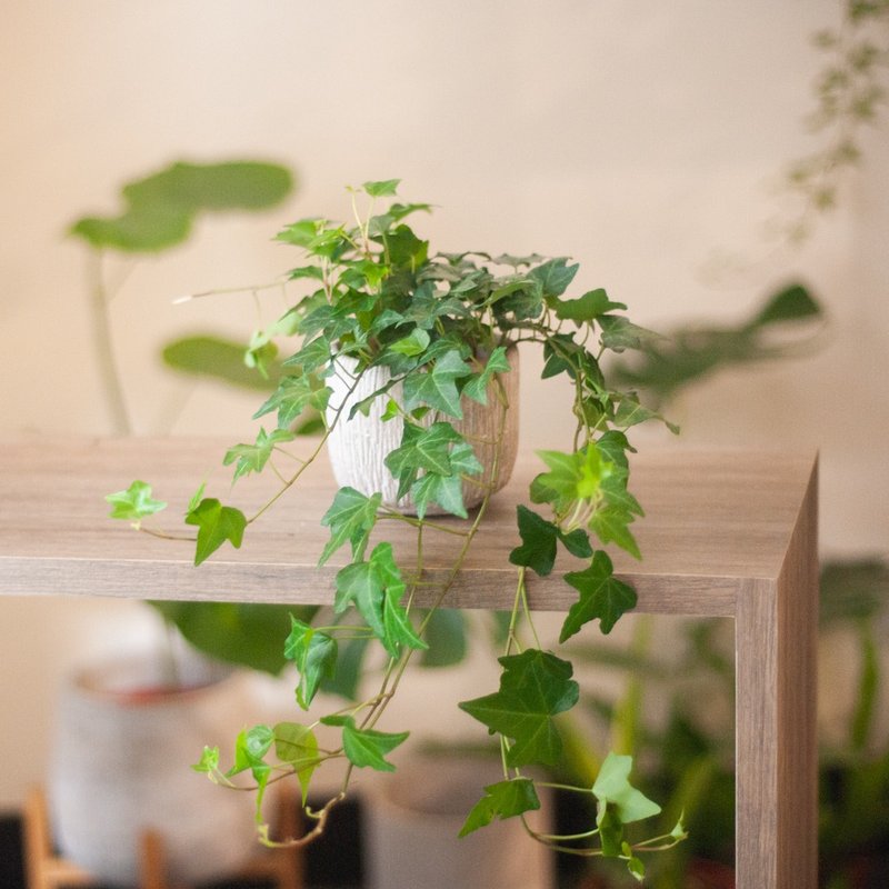 常春藤 - 植栽/盆栽 - 植物．花 綠色