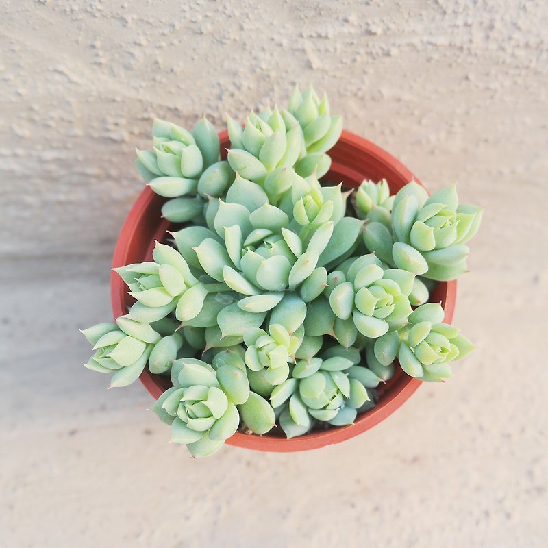 [Doudou Succulent] Housewarming│Gifts│Promotion│Succulent Plants│-Plant-Pleander - Plants - Paper Multicolor
