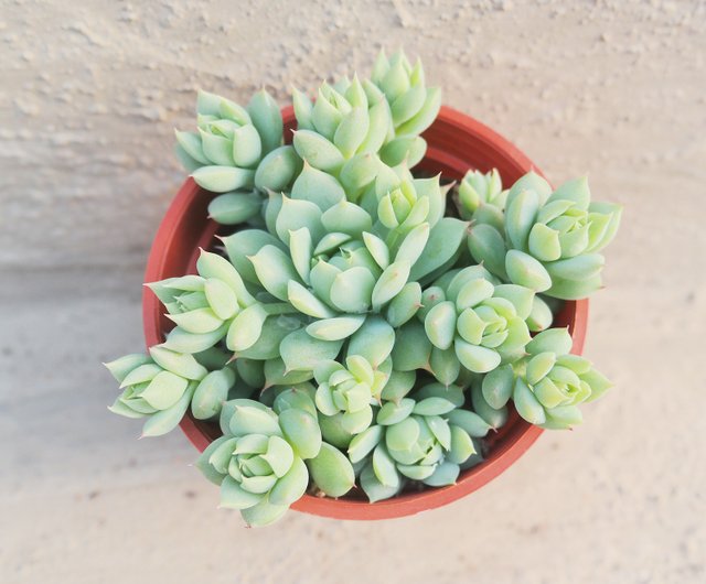 エンドウ豆の多肉植物と小さな食料品 植物 つる蓮 ショップ Doudourrou 観葉植物 Pinkoi