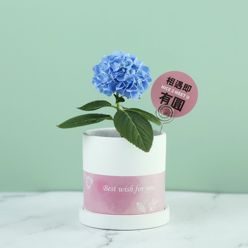 [There is a circle to meet] Blessing potted plants (including flower card) - Plants - Pottery White