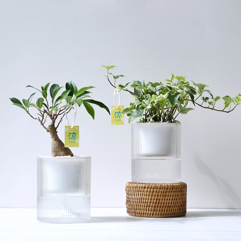 【Gift recommendation】Transparent water-absorbing potted indoor plants office potted living plants graduation ceremony - ตกแต่งต้นไม้ - พลาสติก ขาว