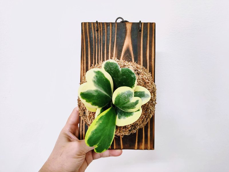 斑葉心葉毬蘭苔球│板植│窗邊植物│多肉植物│觀葉植物 - 植栽/盆栽 - 植物．花 多色