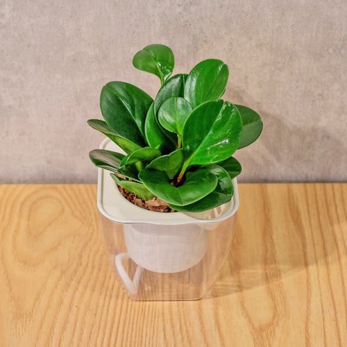 巧繪網植物館 圓葉椒草 免澆水方形盆栽 室內植物 觀葉植物 禮物 盆栽