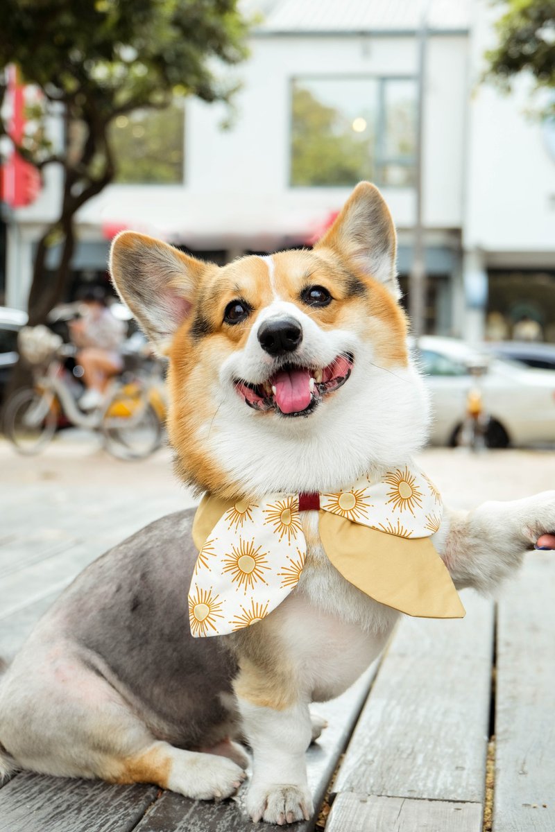 Pet Scarf // Elegant sun /bow tie // Cat Scarf / Dog Scarf - ชุดสัตว์เลี้ยง - ผ้าฝ้าย/ผ้าลินิน สีทอง