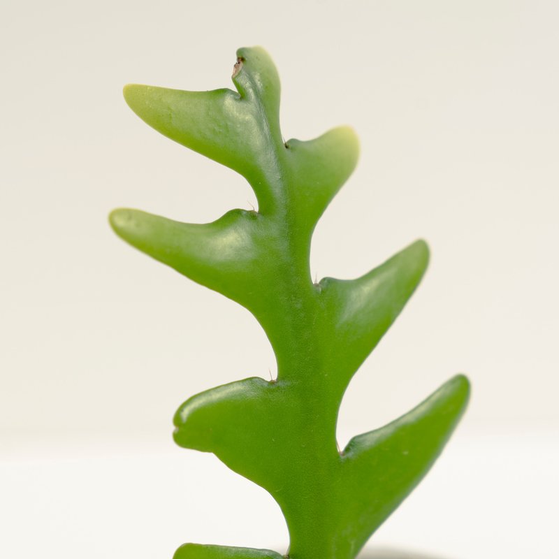 鯊魚劍│泥作系列│福所栽 - 植栽/盆栽 - 水泥 綠色