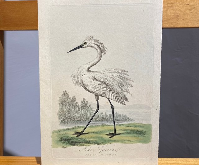 1811年 ジョージ・グレイブス イギリス鳥類学 - 白鷺 - エッチング 手描きエッチング - ショップ dpstaichung ポスター・絵 -  Pinkoi