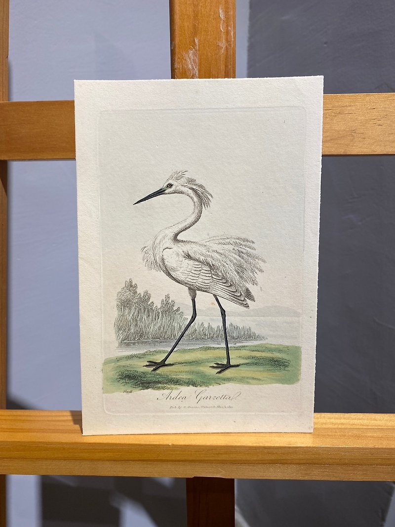 1811 George Graves British Ornithology-Egret-Etching Hand-painted Etching - Posters - Paper Green