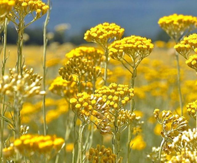 Helichrysum Oil, Immortelle Essential Oil