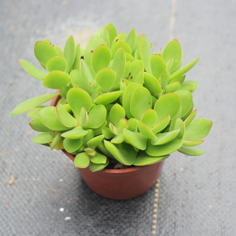[Doudou Succulent] Housewarming│Gifts│Promotion│Succulent Plants│-Small Round Knife - Plants - Plants & Flowers Multicolor
