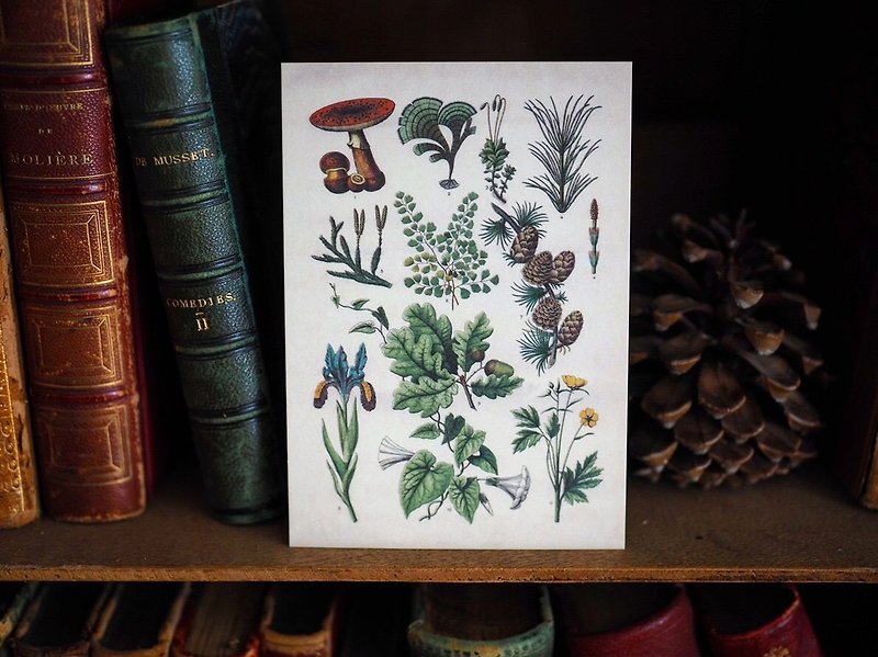1900年英國植物/蕈菇類圖鑑系列 復刻版明信片 A款 - 心意卡/卡片 - 紙 