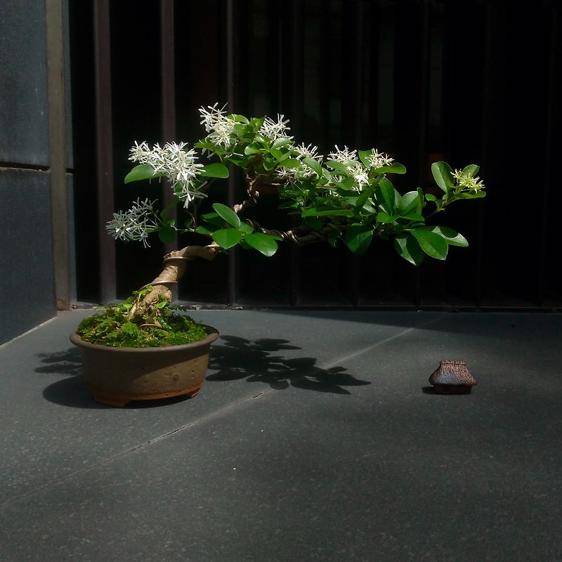 Tassel∣Mid-grade bonsai tree pot - Plants - Pottery 