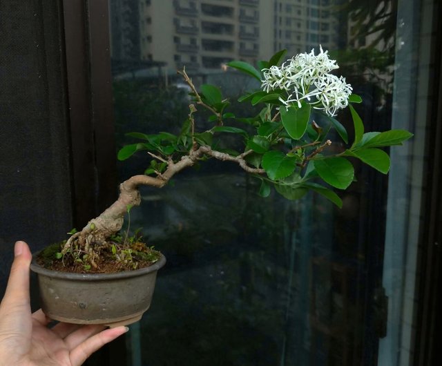 盆栽鉢 ミニ盆栽 鉢 豆盆栽 骨董品 陶芸品 四角 盆栽鉢 ミニ鉢 豆鉢 長辺 1.5〜2.1cm ミニ盆栽鉢 豆盆栽鉢 小品