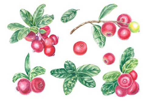 KliuyenkovaArt Watercolor Lingonberry Red Cranberry Clipart Hand Drawn