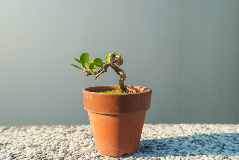 牛港刺迷你盆栽 會開花結果 迷你盆景 植栽 植物 小盆栽 - 植栽/盆栽 - 植物．花 綠色