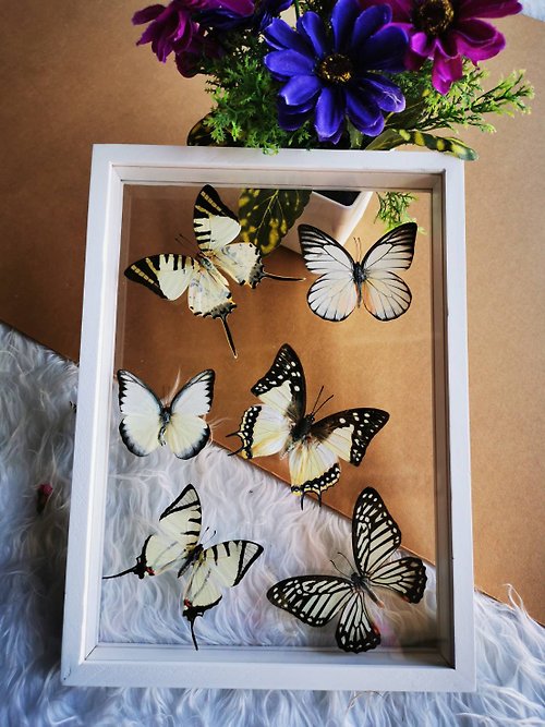 cococollection Mix Real Exotic Beautiful Butterfly Taxidermy Insect Display Double Acrylic Glas