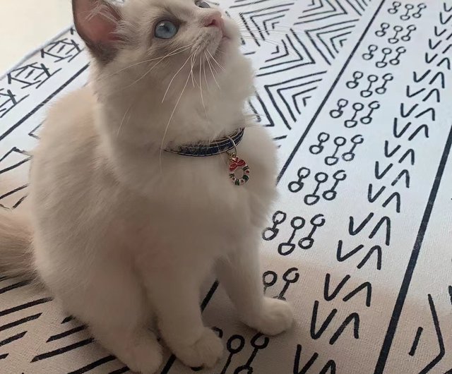 クリスマス(白クリスマスリース)わんちゃん猫ちゃん用首輪 猫首輪