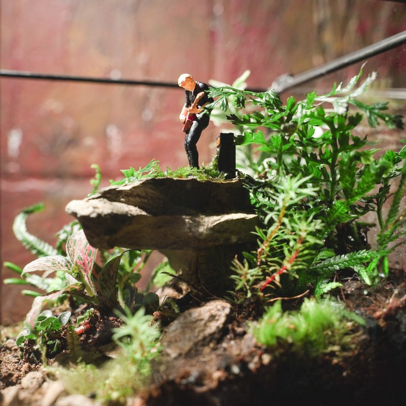 【生態缸－搖滾雨林】微景觀 室內植栽 禮物 辦公室擺設 - 盆栽/植栽 - 植物．花 綠色