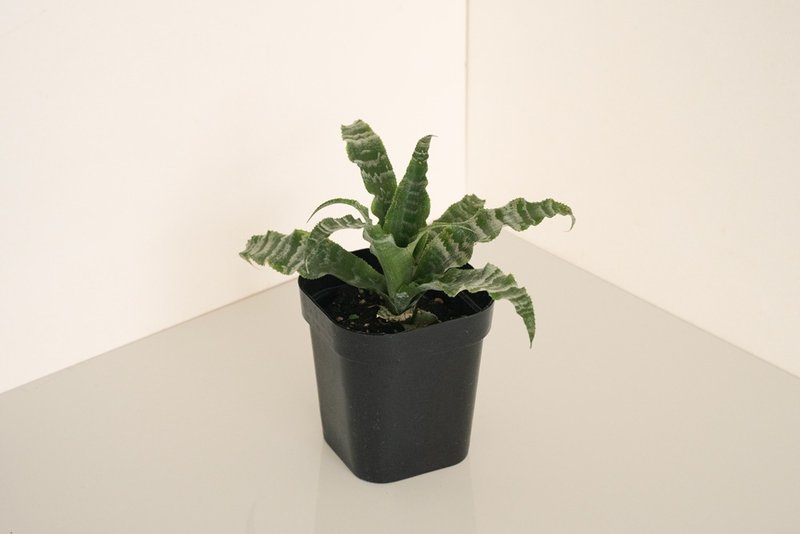 綠虎紋絨葉鳳梨 - 植栽/盆栽 - 植物．花 
