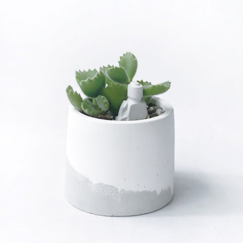 多肉植物 グレーと赤のグラデーション*9 セット販売日、決めました | コキリノSucculents Life