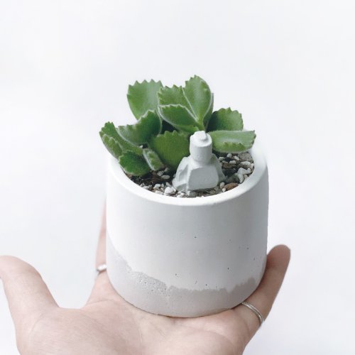 多肉植物 グレーと赤のグラデーション*9 多肉植物 グレーと赤のグラデーション*9 プロ厳選！BASE通販で手に