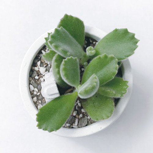 多肉植物 グレーと赤のグラデーション*9 多肉植物 