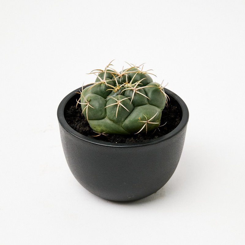 象牙丸 | 多肉植物 仙人掌 - 盆栽/植栽 - 植物．花 綠色