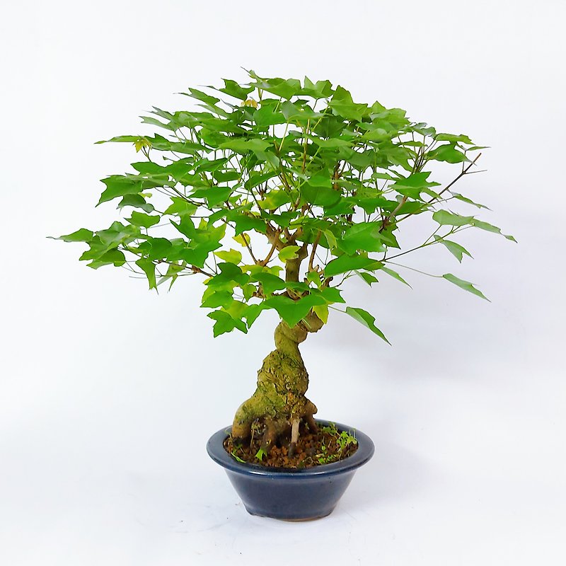 Medium-grade potted plants・Japanese Miyazaki Maple・Miyasamakaede - Plants - Plants & Flowers 