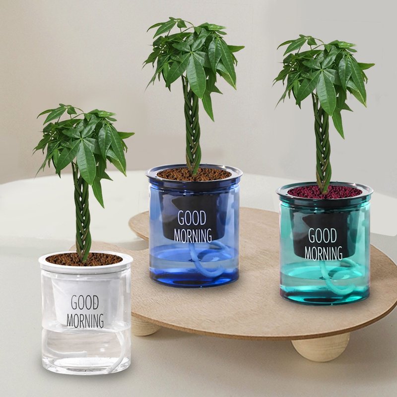植栽 室內盆栽 發財樹 懶人盆栽 - 盆栽/植栽 - 塑膠 綠色