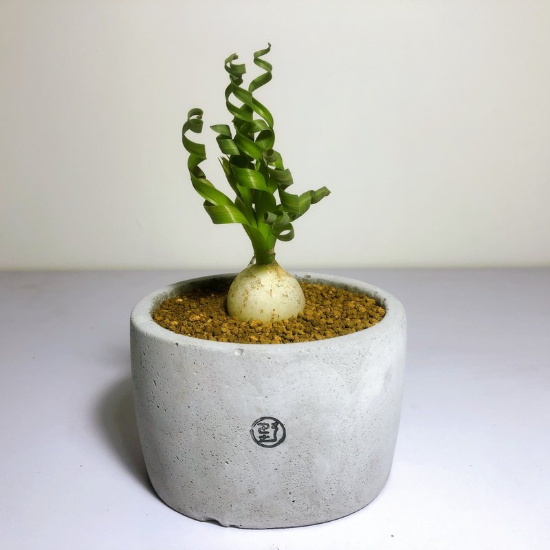 【野草不野-限時販售】寬葉彈簧草 / 大圓盆 - 盆栽/植栽 - 植物．花 灰色