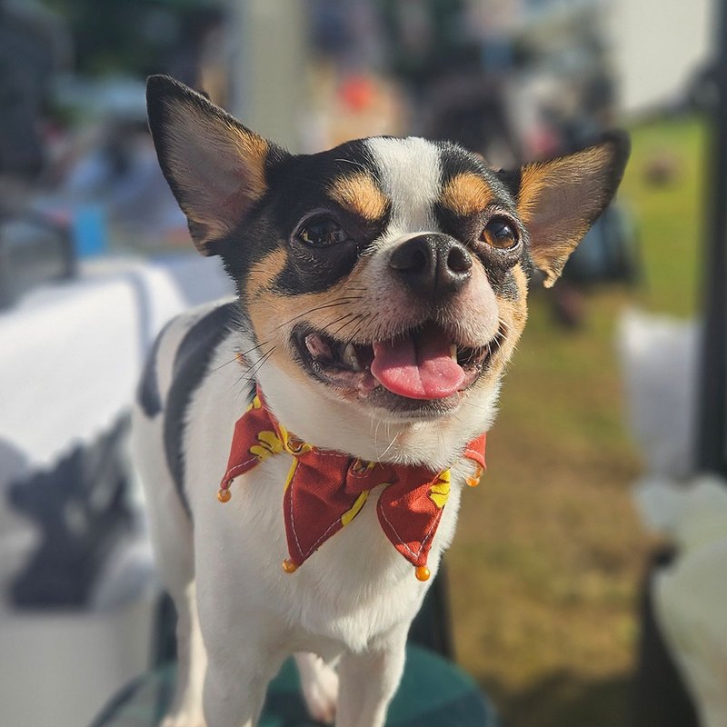 Pet Scarf // banana /Clown // Cat Scarf / Dog Scarf - Clothing & Accessories - Cotton & Hemp Red