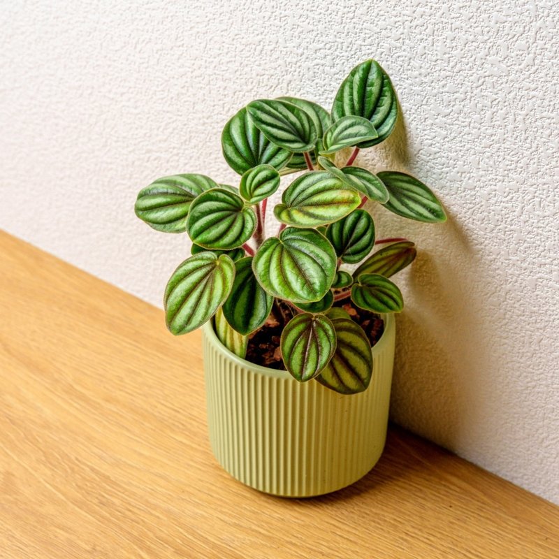 銀河椒草 莫蘭迪色系直紋陶盆 室內植物 觀葉植物 禮物 盆栽 交換 - 植栽/盆栽 - 植物．花 綠色