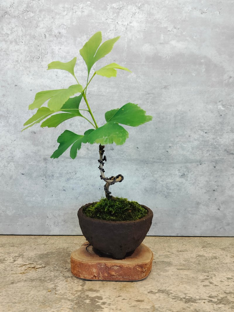 柴燒素粗陶-銀杏 - 植栽/盆栽 - 植物．花 