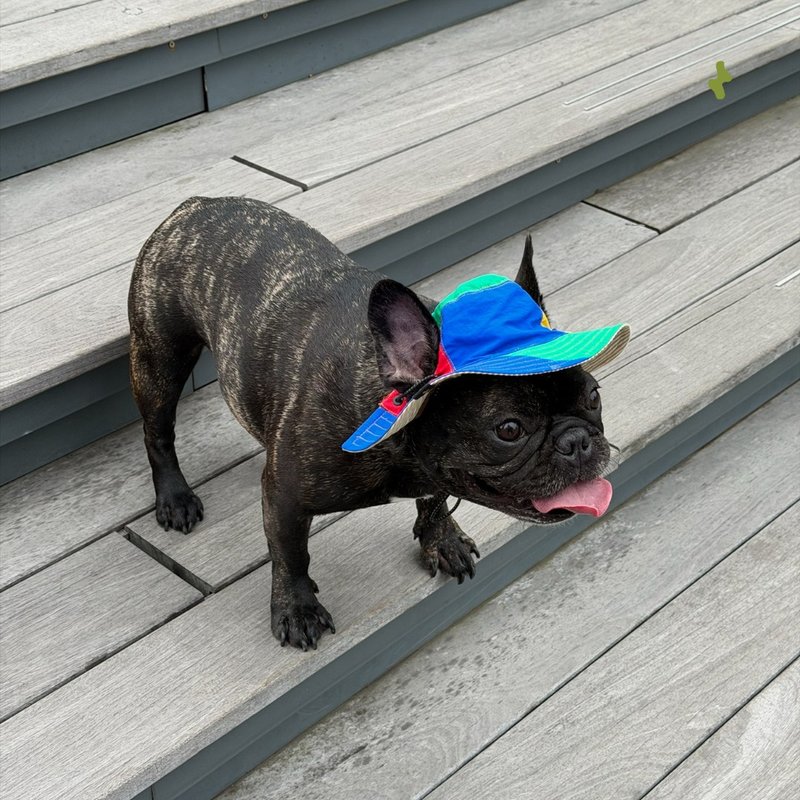 Zuuie Nova リバーシブル ペット用バケットハット アウトドアペットキャップ - レゴカラー - 洋服・帽子 - その他の化学繊維 多色