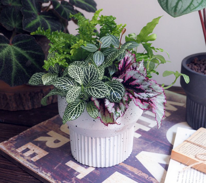 微光森林 | 綠意慢生活  觀葉植物盆栽。居家擺飾。喬遷。升遷 - 盆栽/植栽 - 陶 