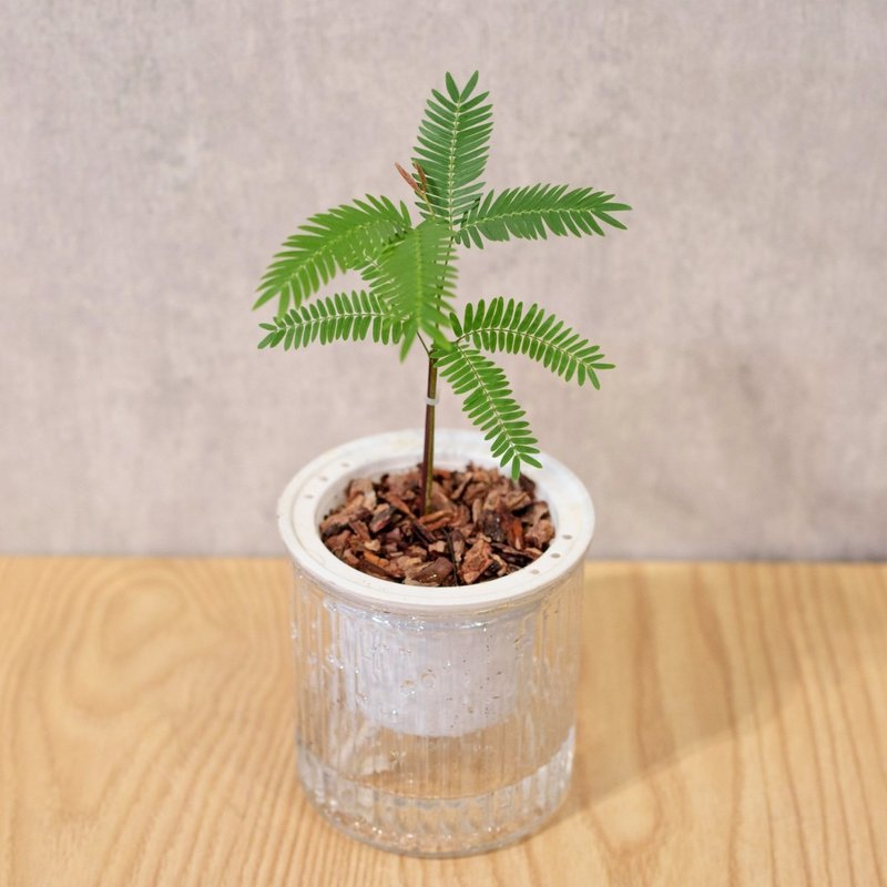 小豆樹 免澆水盆栽 室內植物 觀葉植物  禮物 辦公室小物 - 盆栽/植栽 - 植物．花 
