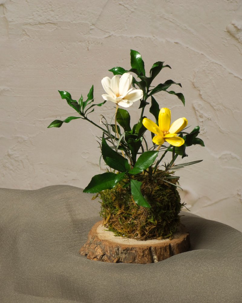 未夏系列-永生苔球 - 乾燥花/永生花 - 植物．花 多色