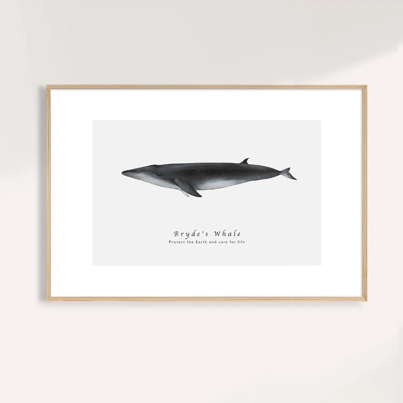 布氏鯨 Bryde s Whale / 海洋動物插畫掛畫 / 藝術無框輸出 - 海報/掛畫/掛布 - 紙 