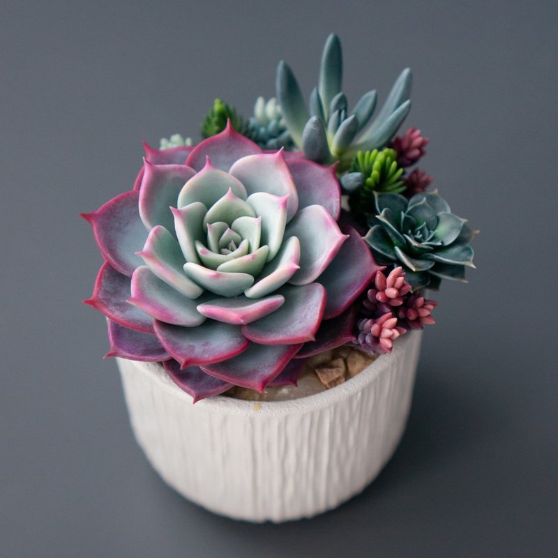 White jewelry box with echeveria Fairy Queen - 居家收納/收納盒/儲物盒 - 其他材質 