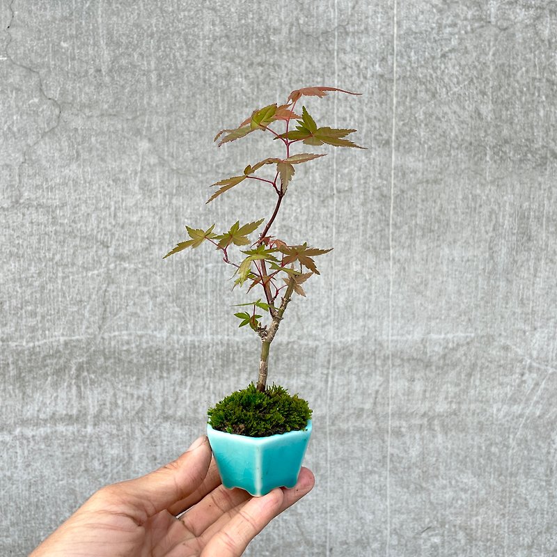 Small bonsai-Japanese mountain maple-Qin no series bonsai gifts - Plants - Plants & Flowers 