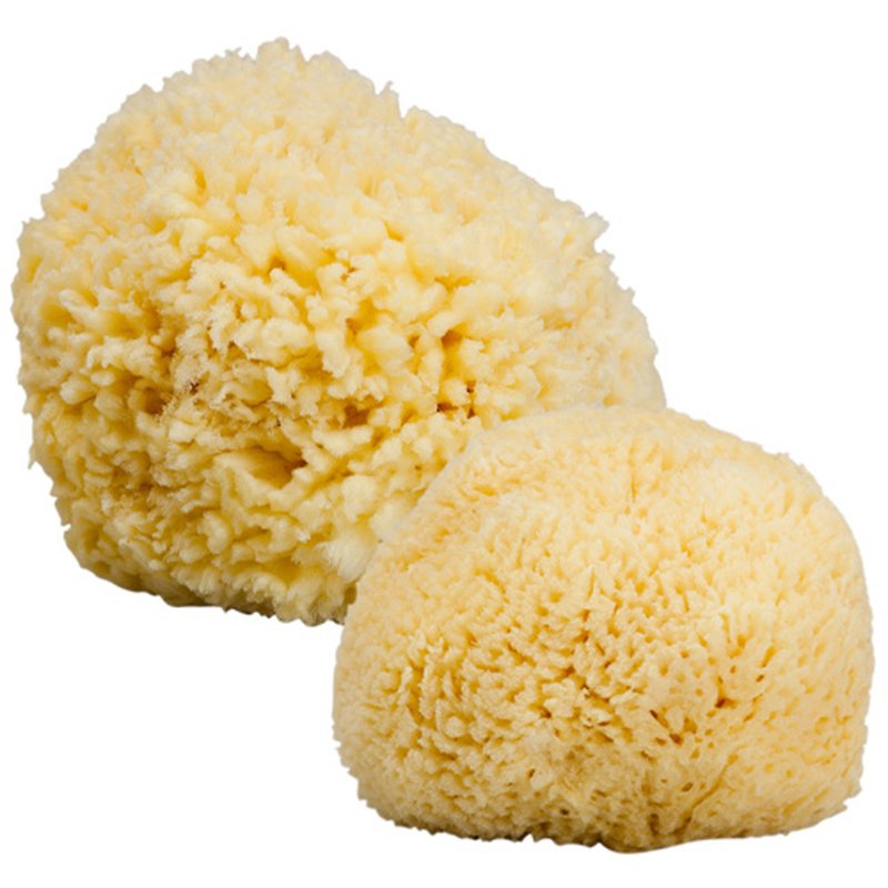 Soft and soft to find early Greek natural sponge body with a soft section + face special models - อื่นๆ - พืช/ดอกไม้ สีเหลือง