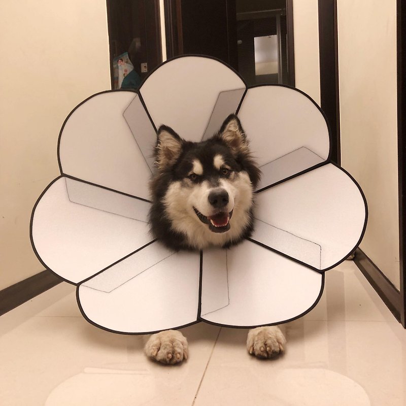 Petals flower pet anti-bite bite [medical board] (size XXL) Taiwan's new patented design - Other - Plastic White