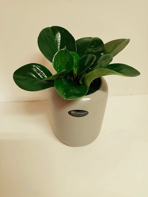 ORCHID CHEN 蘭沉空間 桌上型盆栽-圓葉椒草