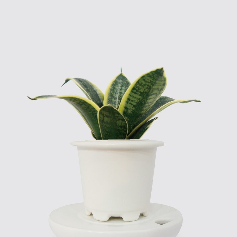 │ Kiln Porcelain Series │ King Kong Tigertail Orchid-Air Purifying Indoor Plant Hydroponic Potted Plant - Plants - Plants & Flowers 