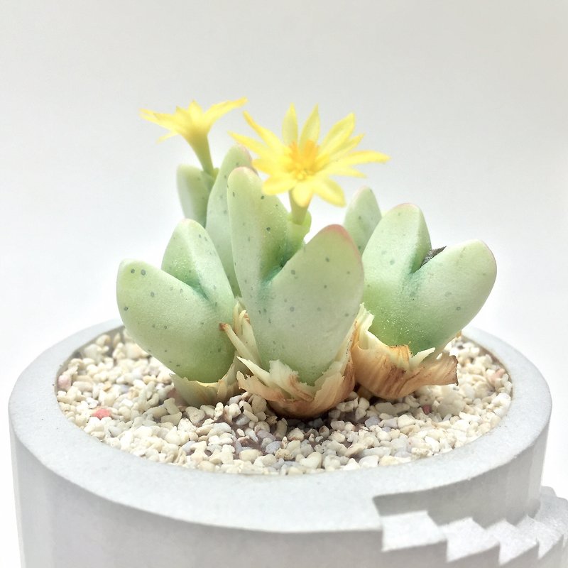 Biomimetic clay succulent plant Amygdalaceae Major General - Items for Display - Clay 