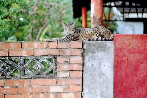 Katie Yang Photographs 攝影 萬用 明信片 - Alleyway系列 - 貓的午覺